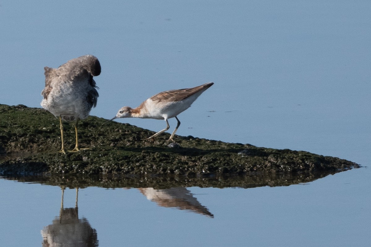 hvithalesvømmesnipe - ML355560071