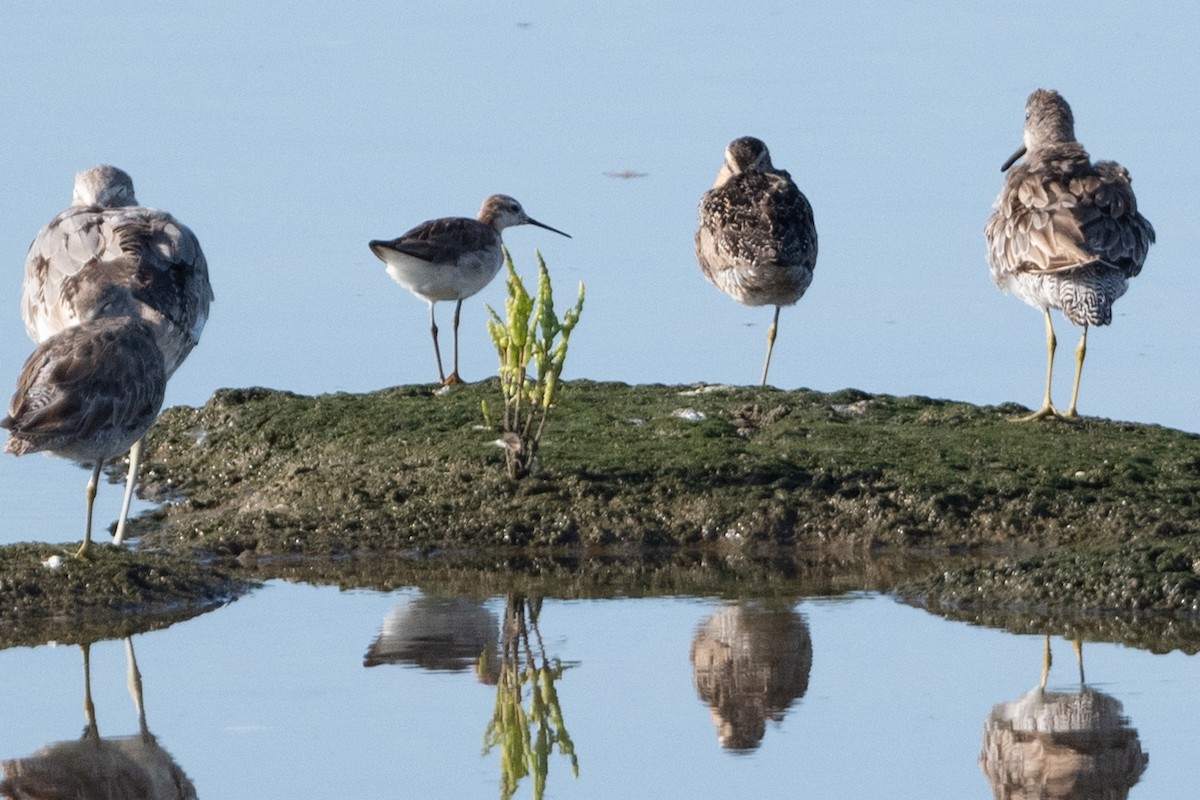 hvithalesvømmesnipe - ML355560081