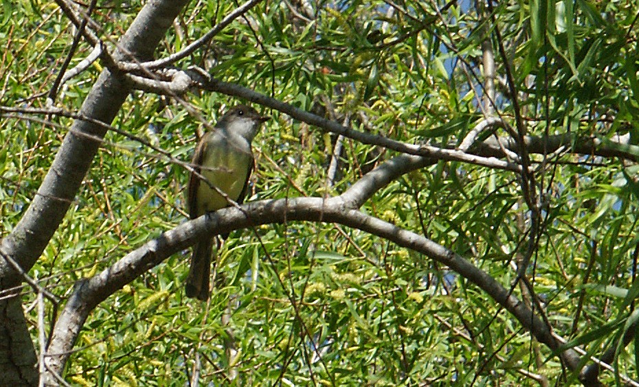 Dusky-capped Flycatcher - ML355561681