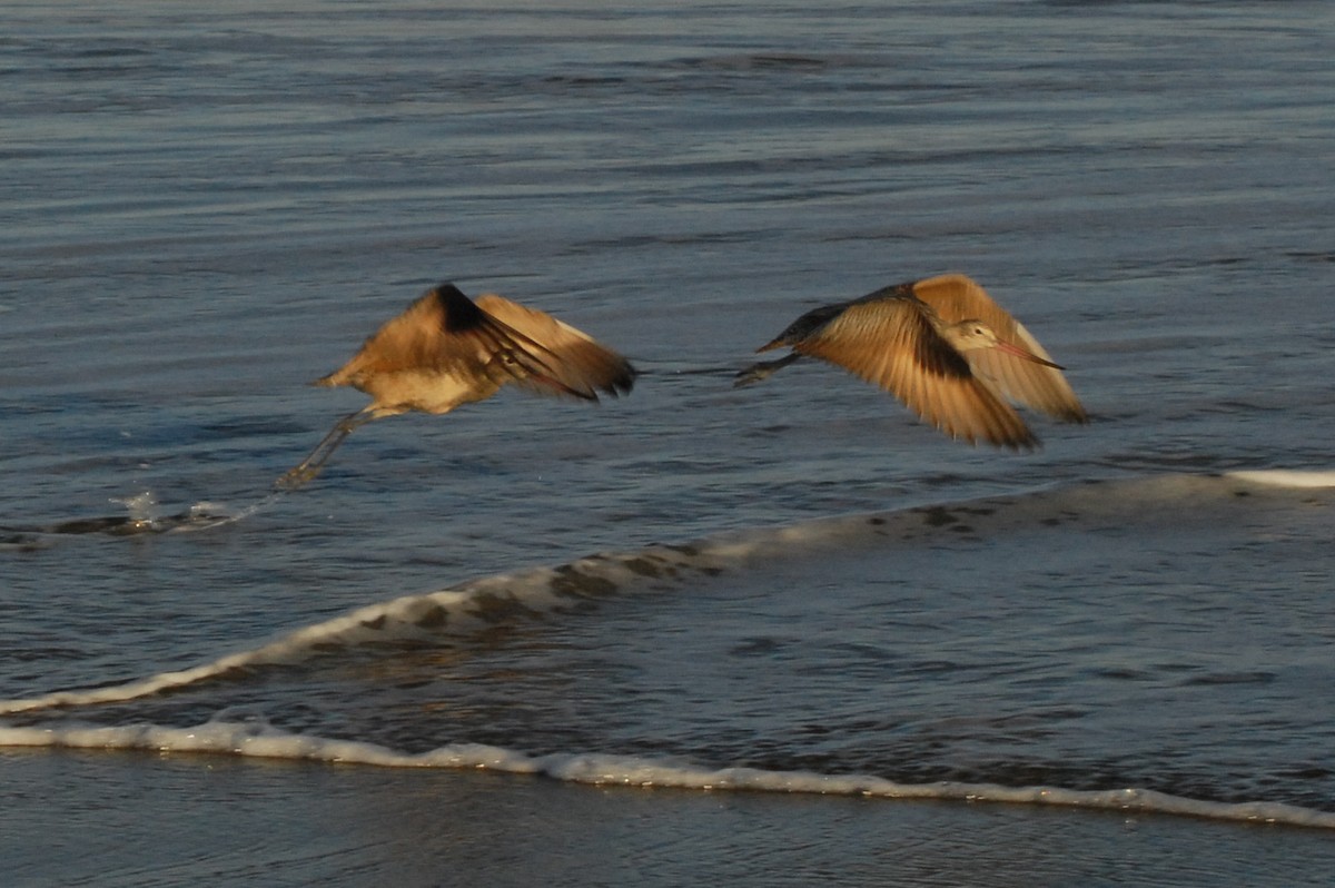 Marbled Godwit - ML355561901