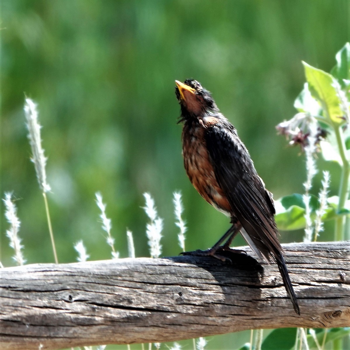 American Robin - ML355562091