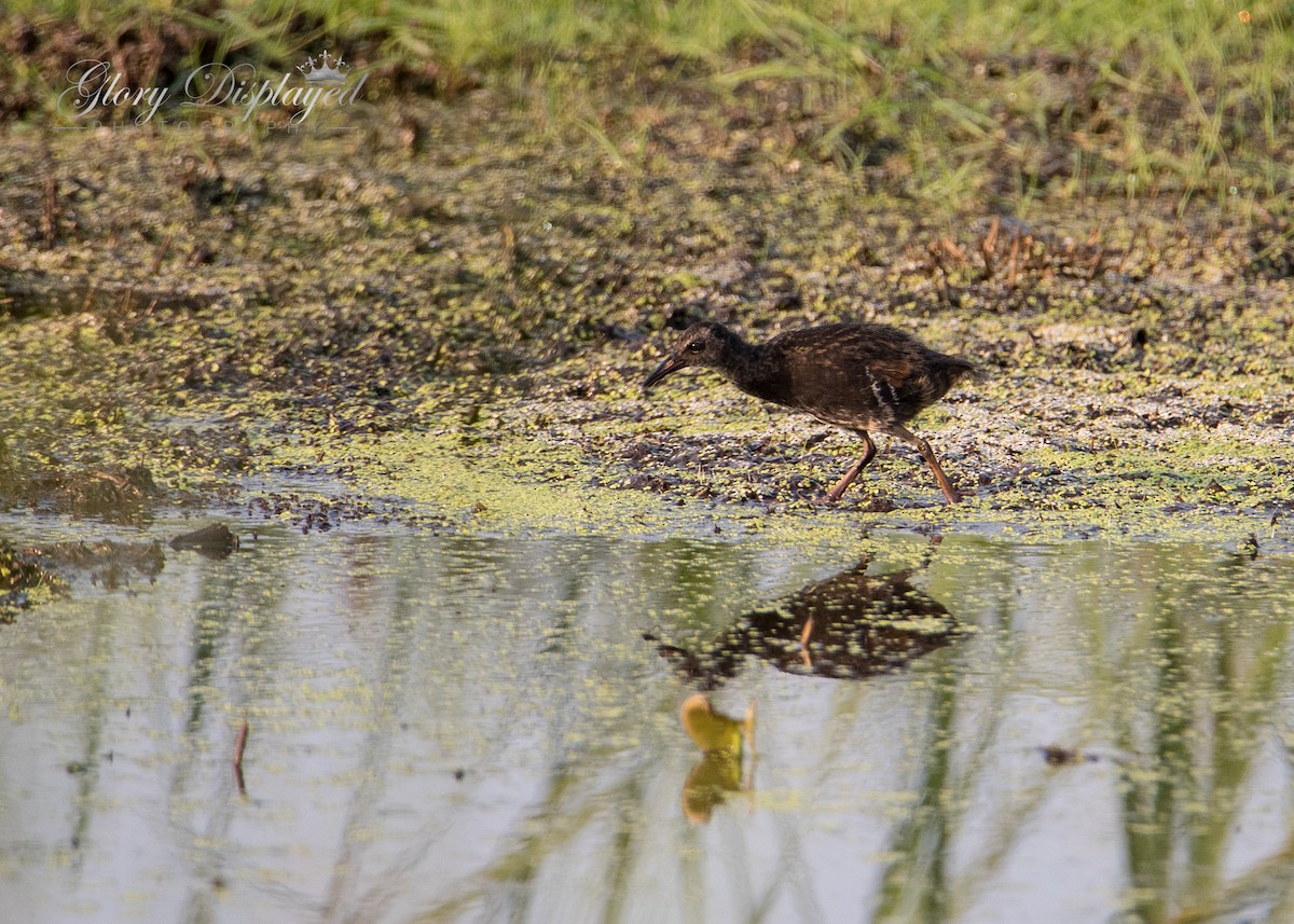 Virginia Rail - Rachel Justice