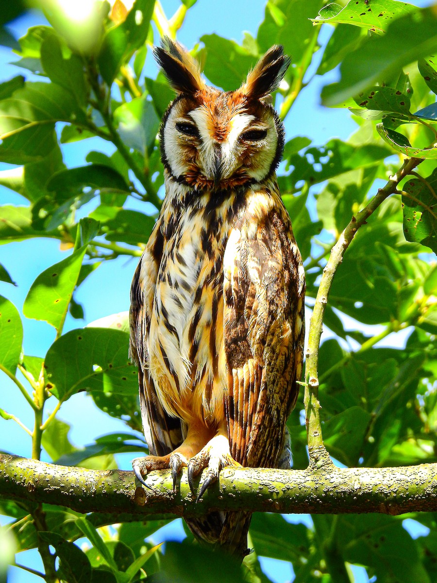 Striped Owl - Andres Mauricio Henao Quintero