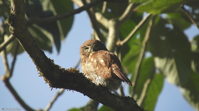 Peruvian Pygmy-Owl - ML355565031