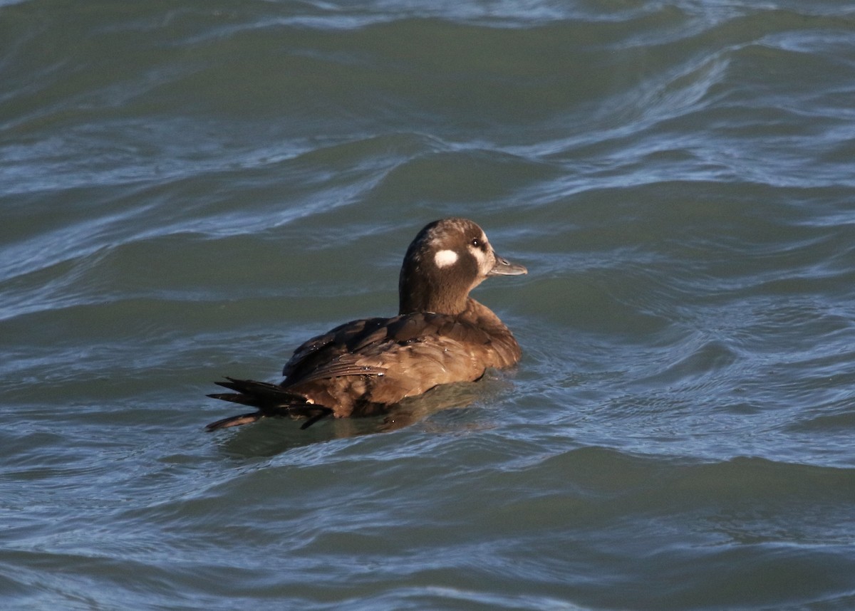 Harlequin Duck - ML355565211