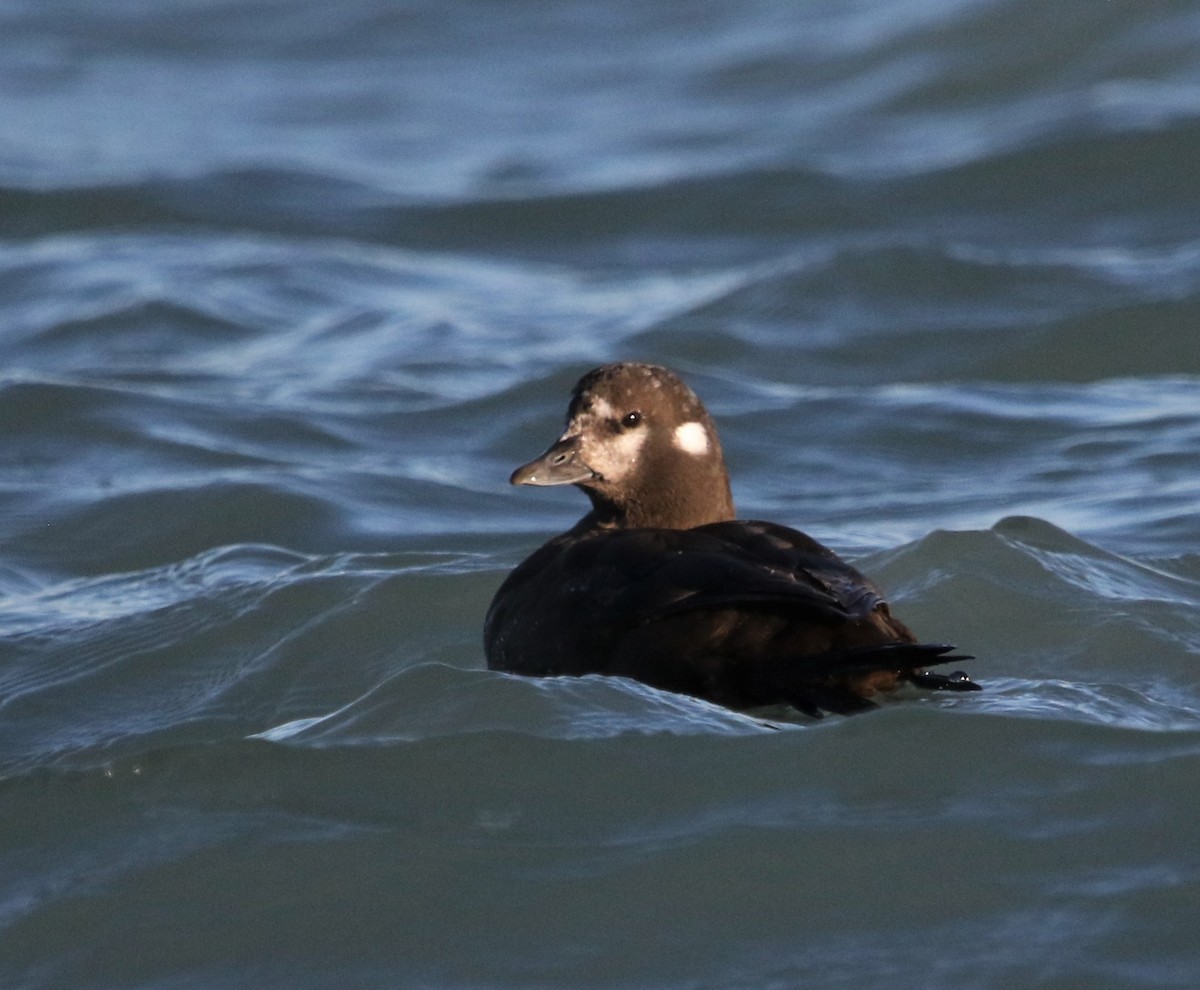 Harlequin Duck - ML355565251