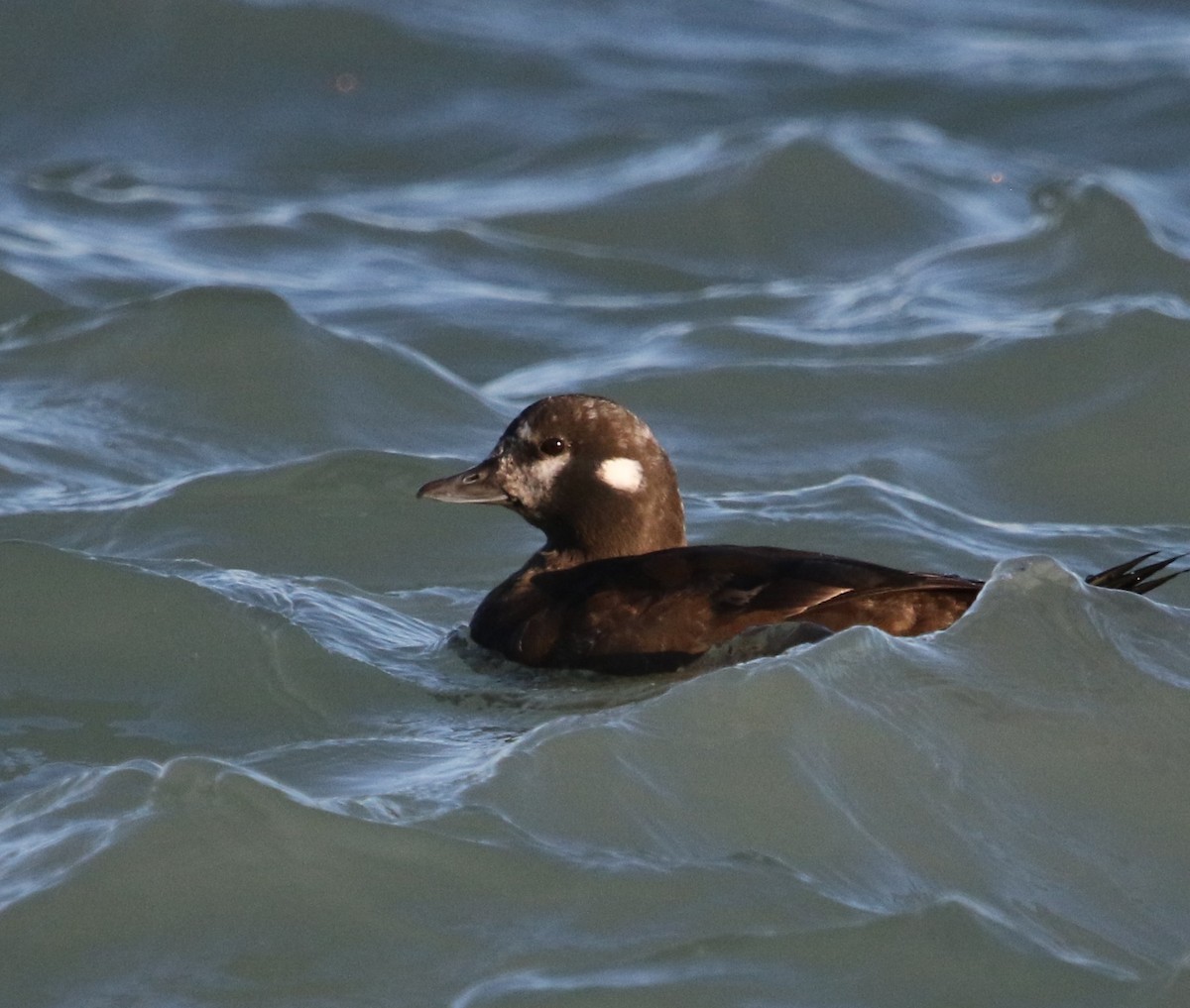 Harlequin Duck - ML355565261