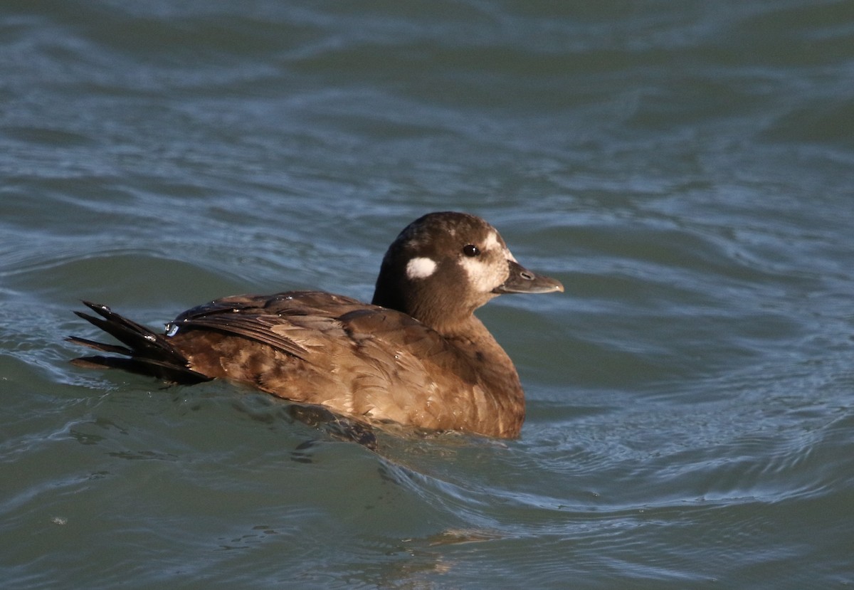 Harlequin Duck - ML355565311