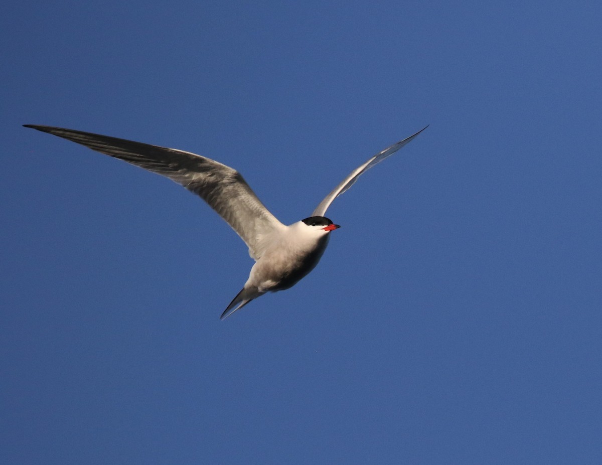 Common Tern - ML355565561