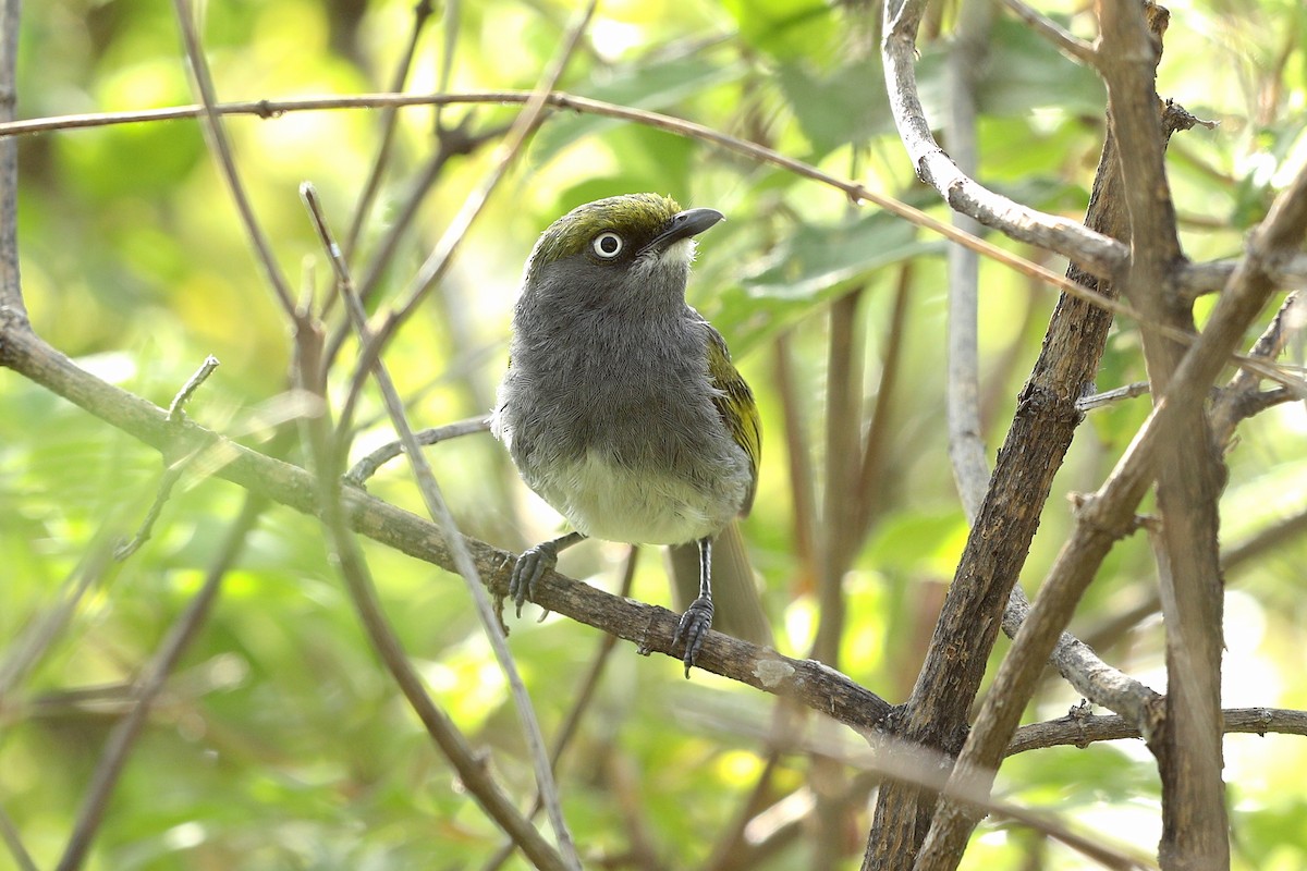 Slaty Vireo - ML355566361