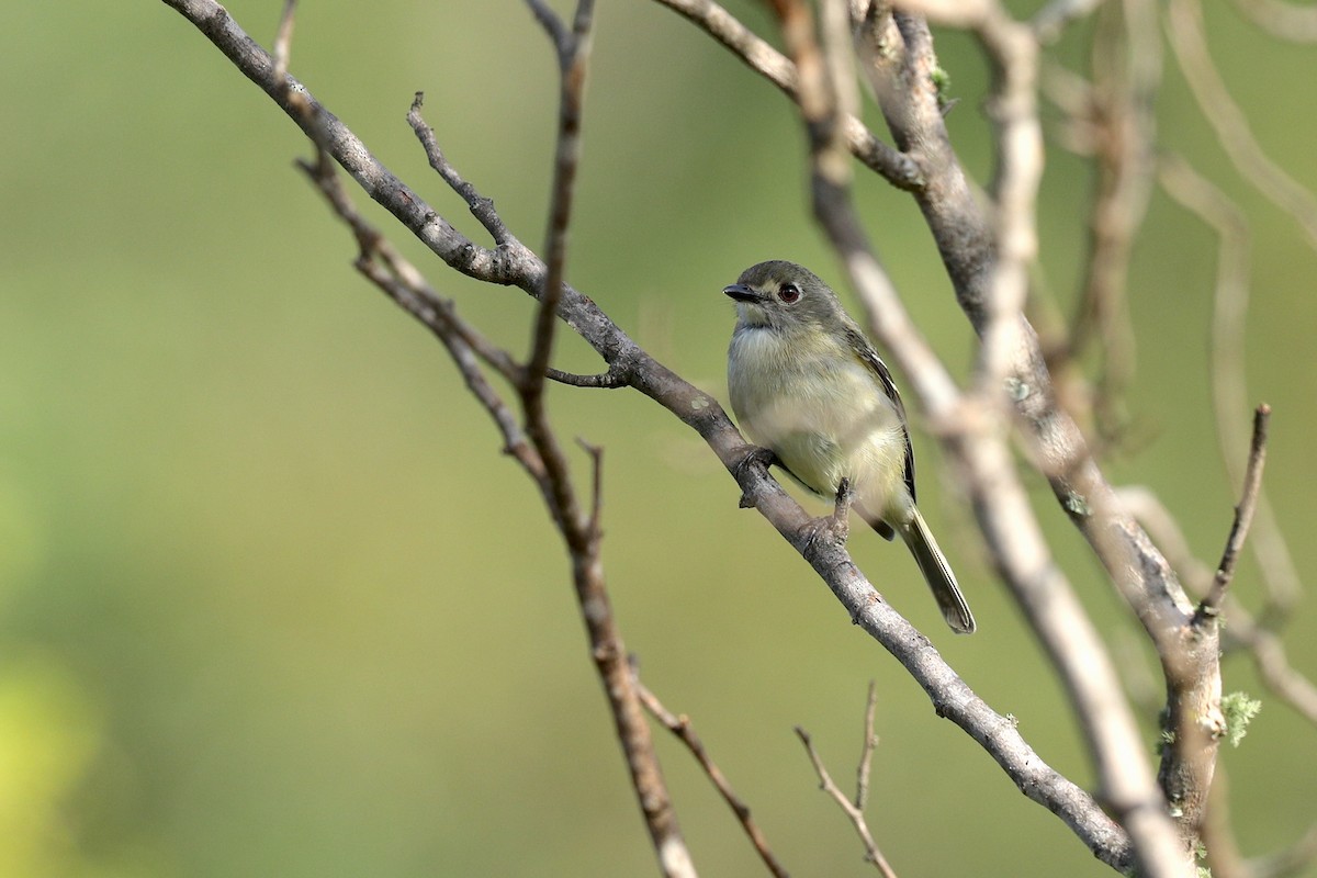 Dwarf Vireo - ML355566971