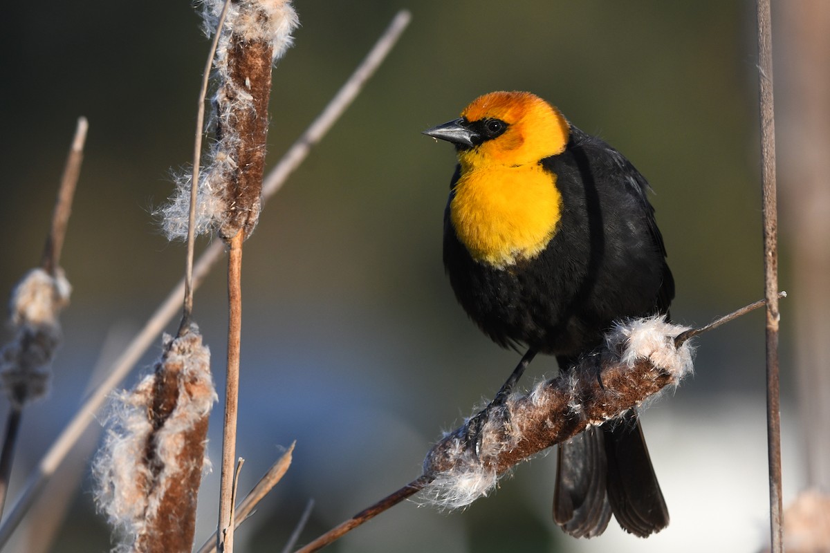 Yellow-headed Blackbird - David M. Bell