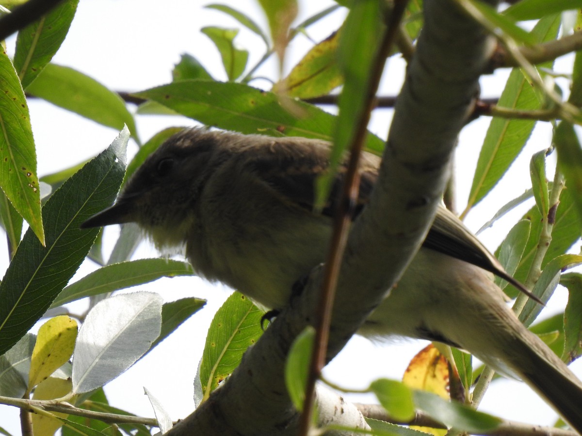 Great Crested Flycatcher - Joseph Krupitza