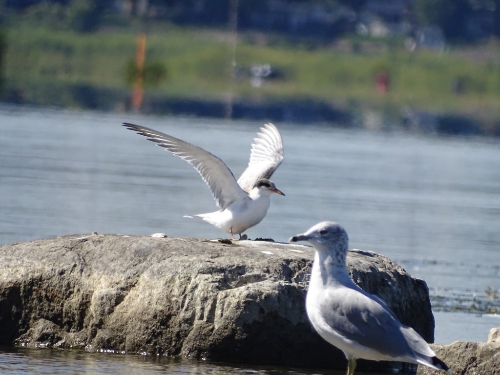 Common Tern - ML35556801