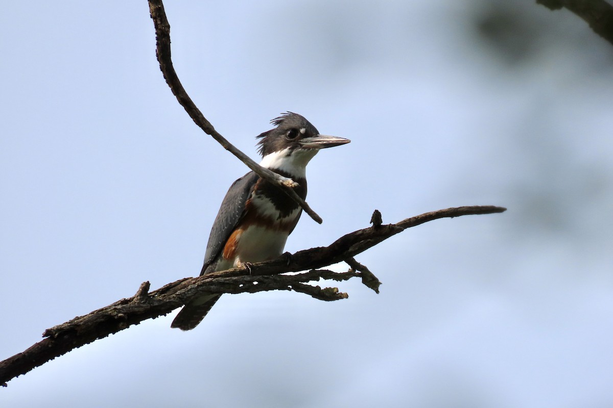 Belted Kingfisher - Carol MacKenzie