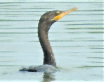 Neotropic Cormorant - ML355569831