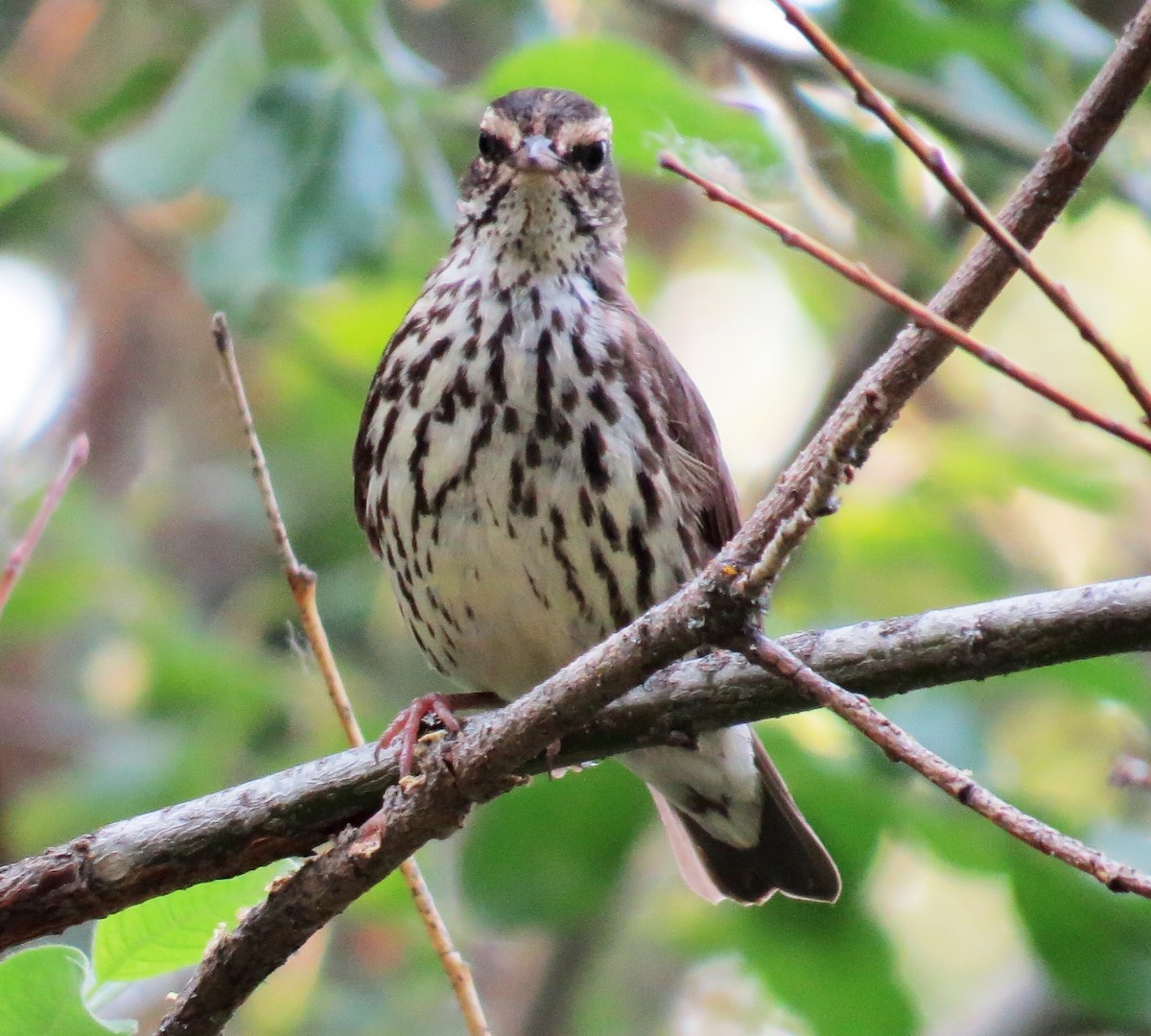 Northern Waterthrush - ML355573411