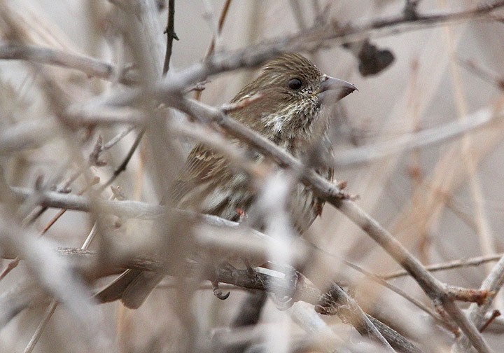 Purple Finch (Western) - ML35557521