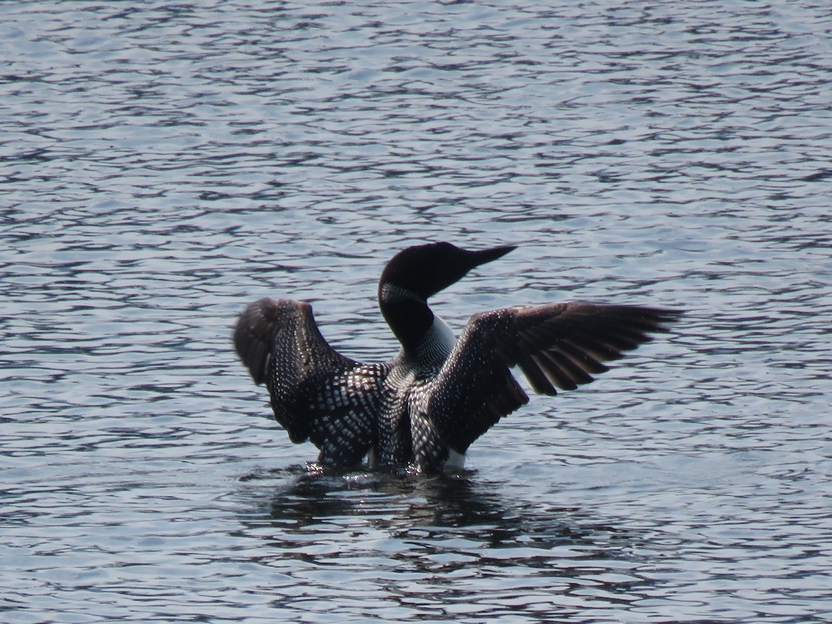 Common Loon - ML355575881