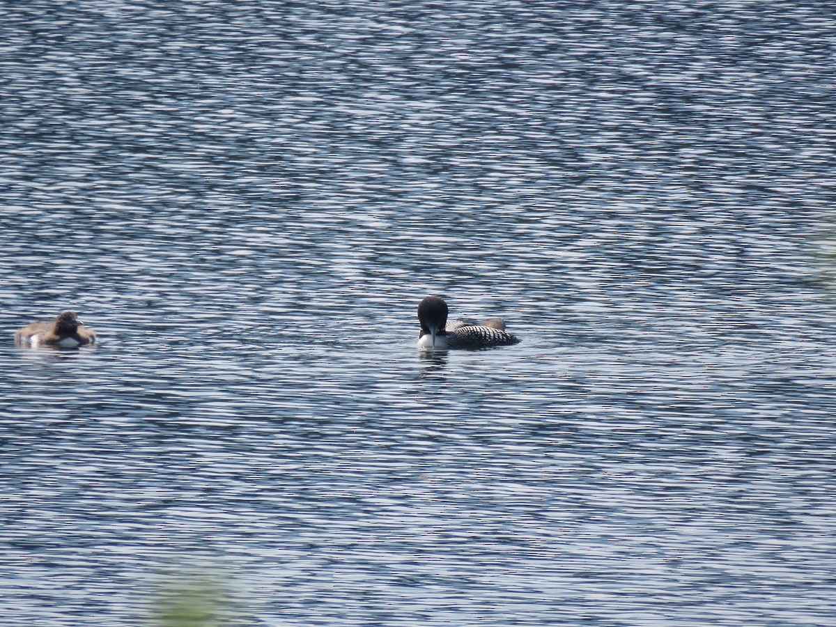 Common Loon - ML355575941