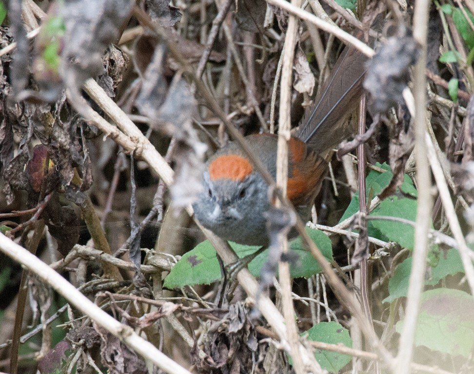 Apurimac Spinetail - David Krueper