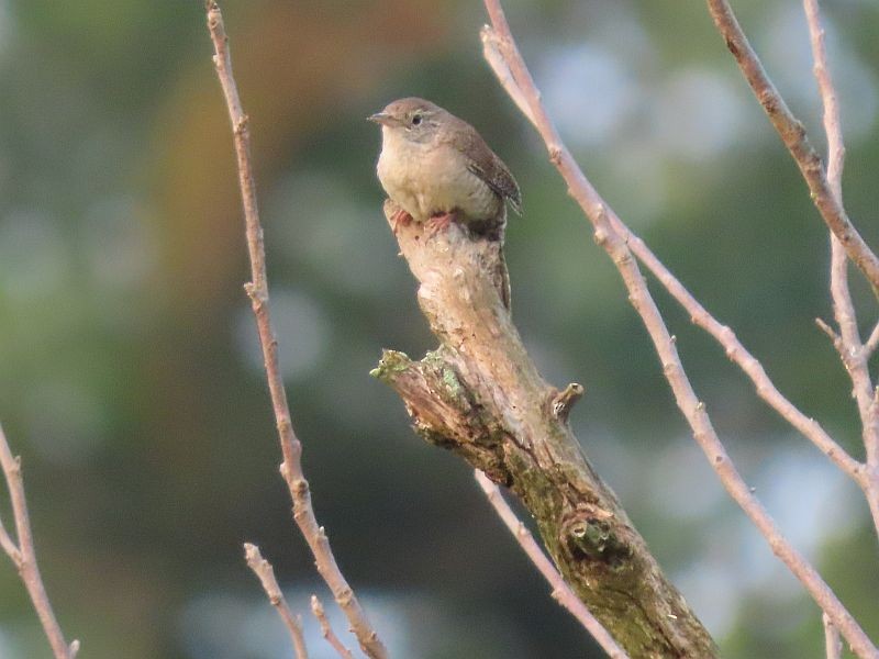 House Wren - ML355577741