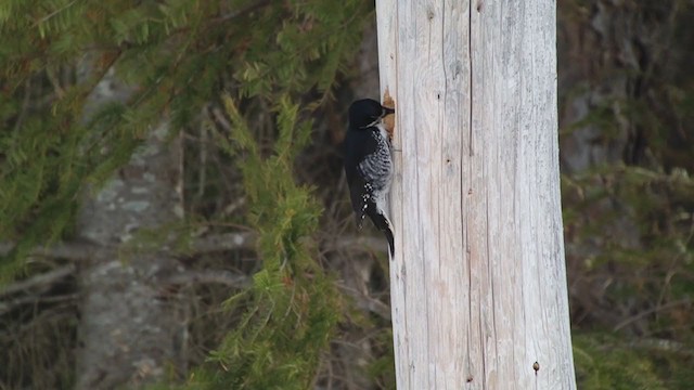 Black-backed Woodpecker - ML355578521