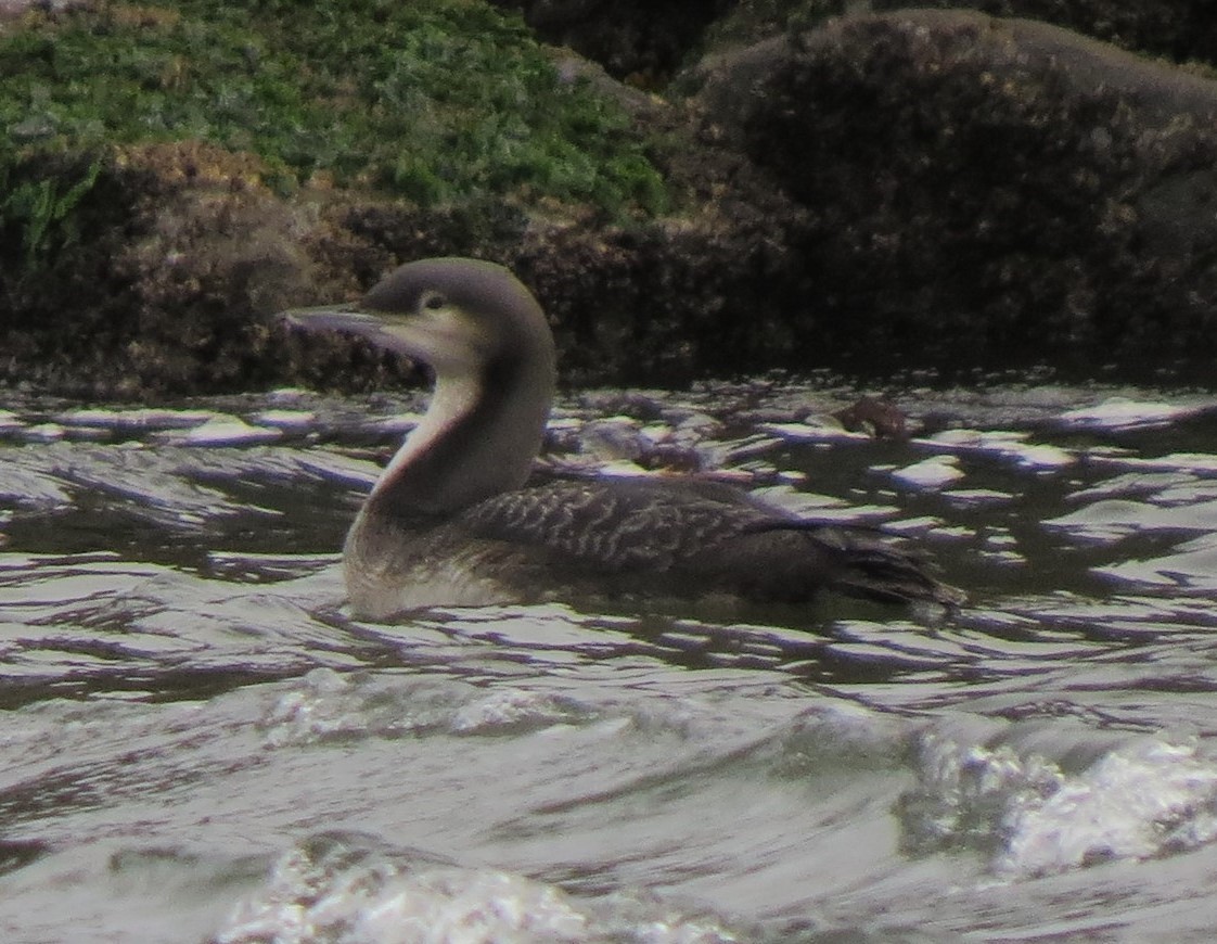 Pacific Loon - Matthew Hunter