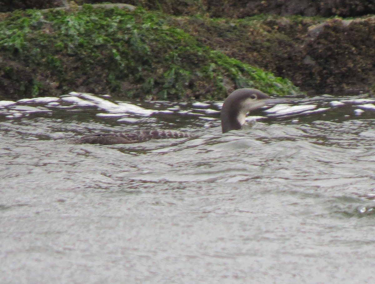 Pacific Loon - Matthew Hunter