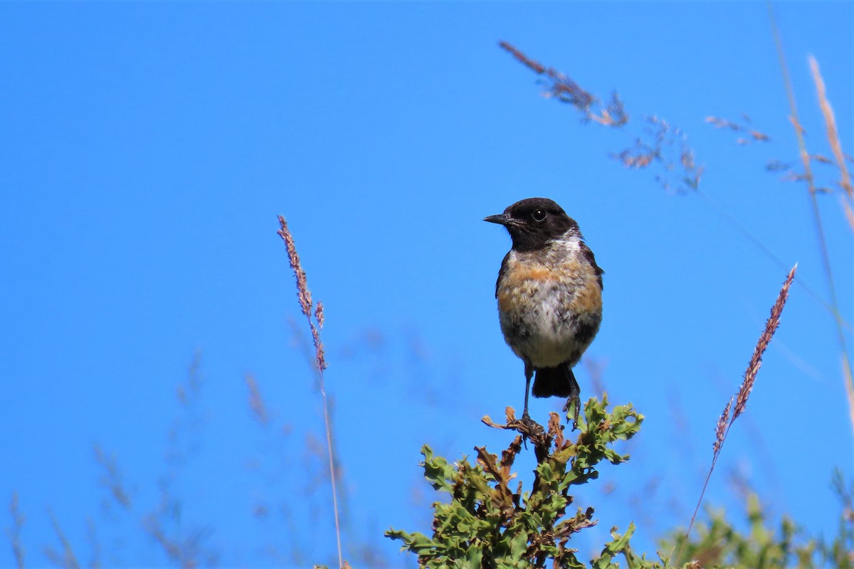 European Stonechat - ML355578971