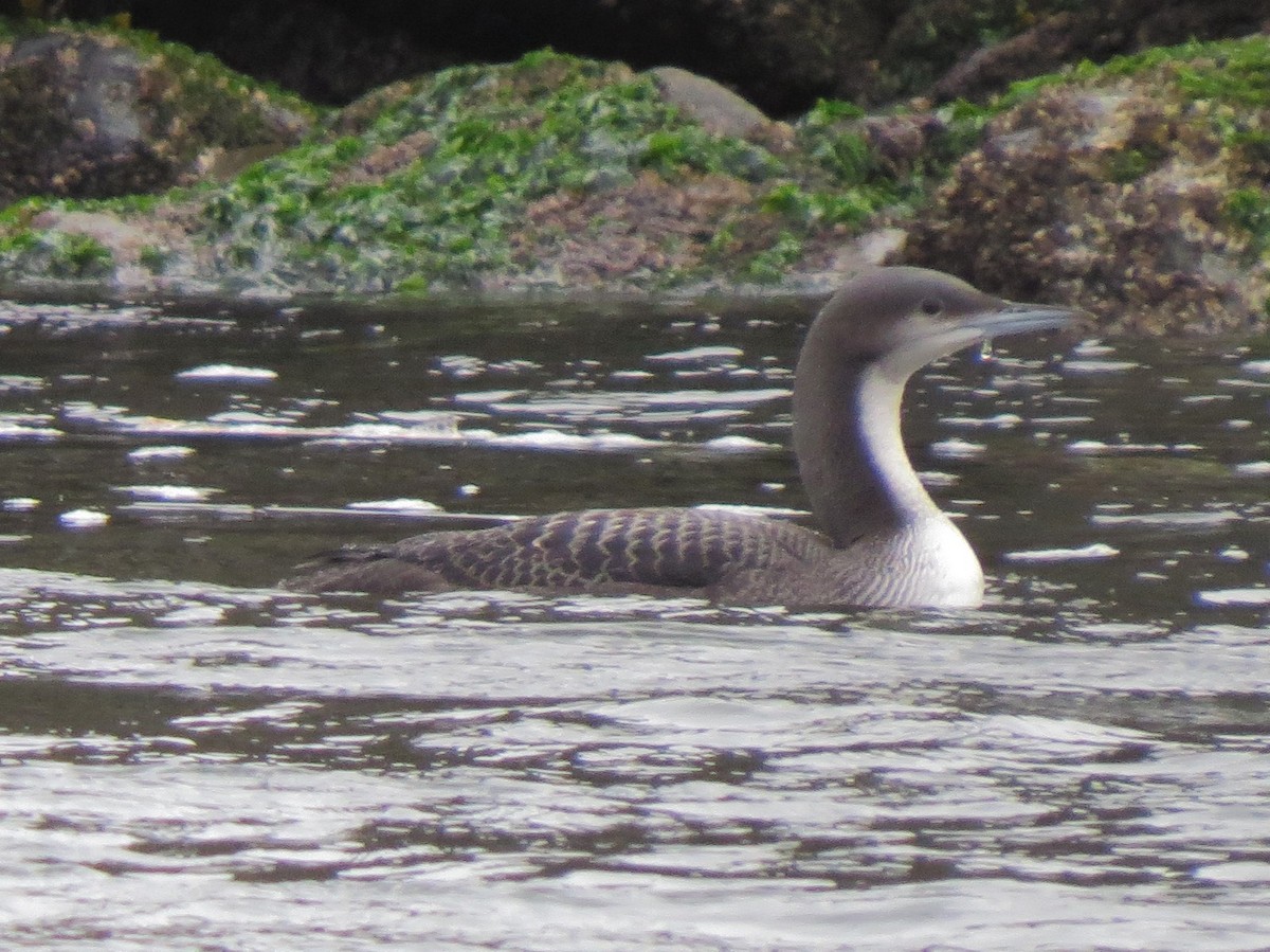 Pacific Loon - ML35557901