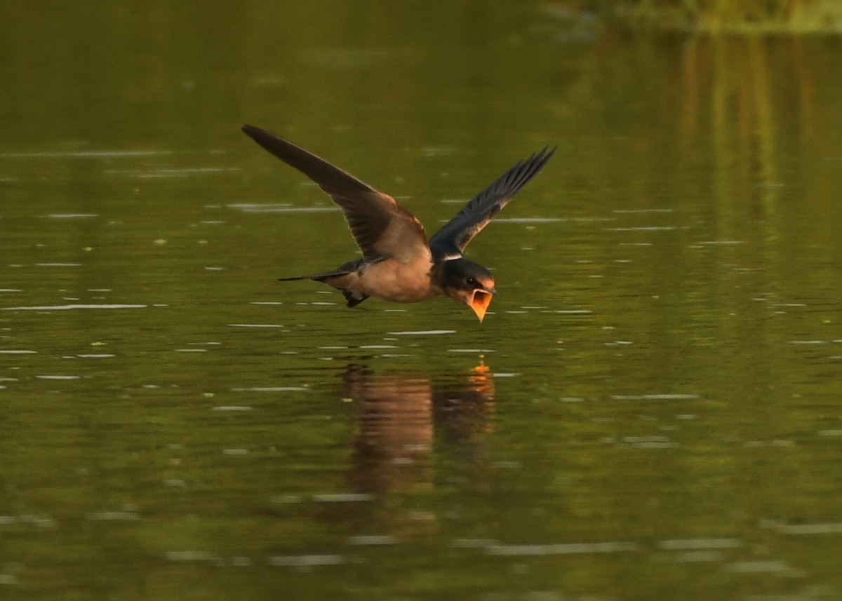 Barn Swallow - ML355582151