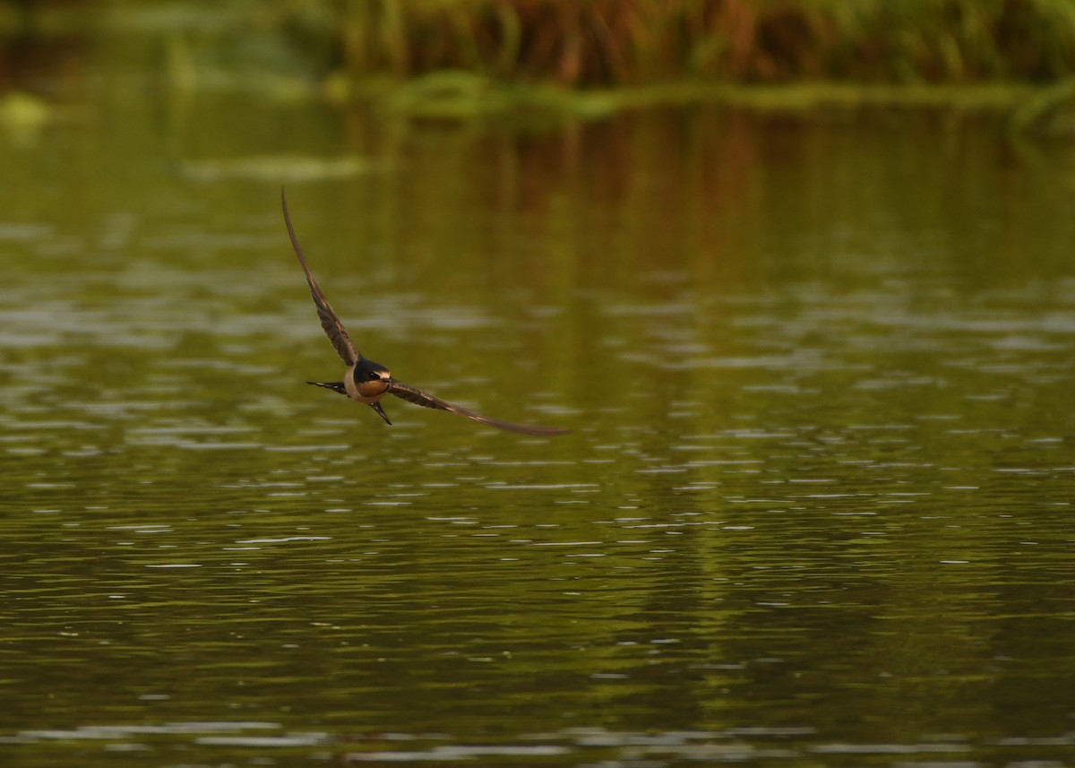 Barn Swallow - ML355582181