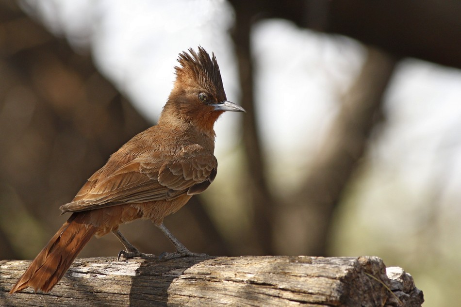 Brown Cacholote - Jorge Claudio Schlemmer