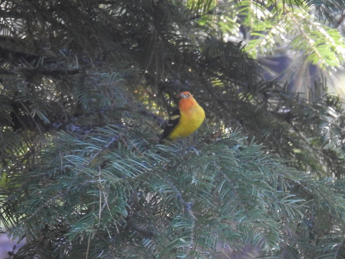 Western Tanager - ML355583201