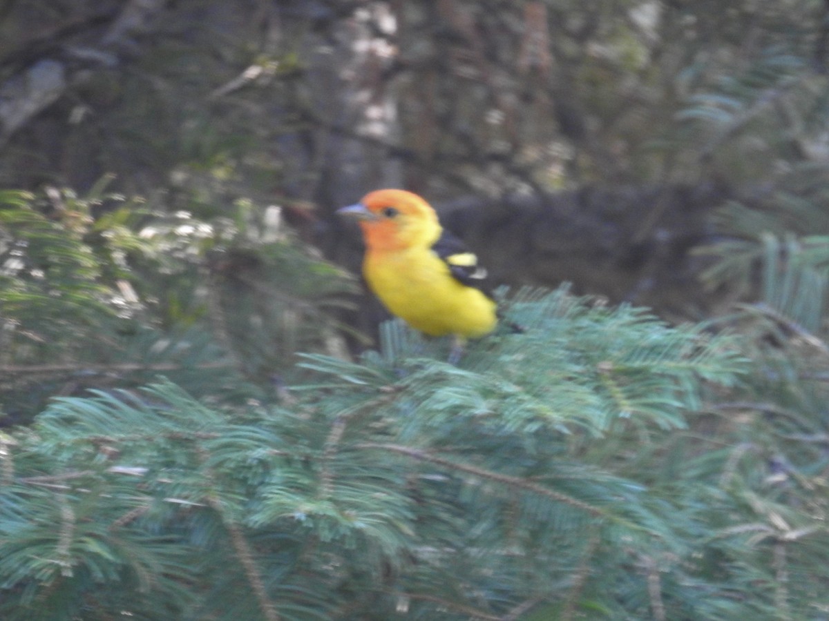 Western Tanager - ML355583221