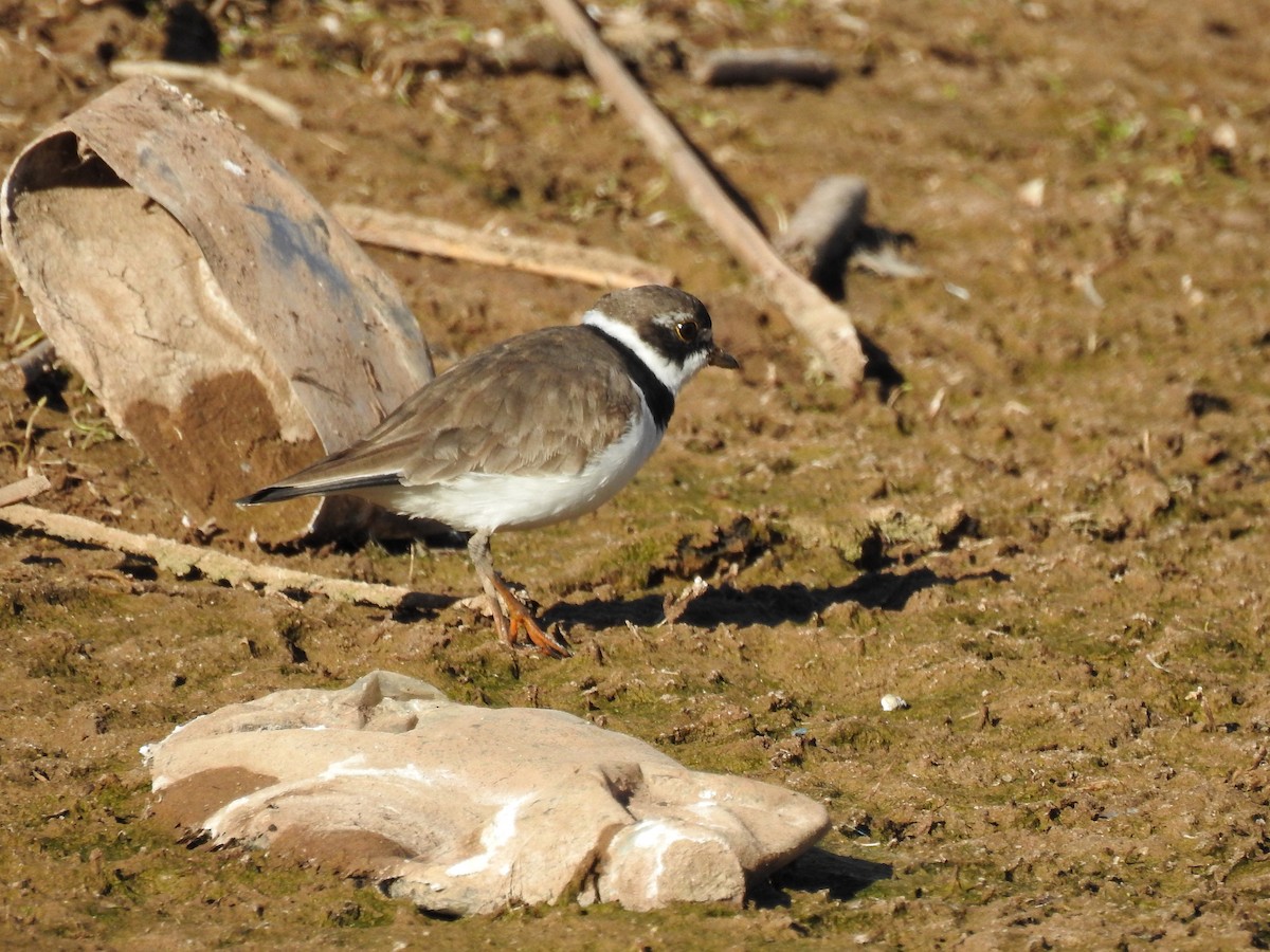 Semipalmated Plover - ML355584581