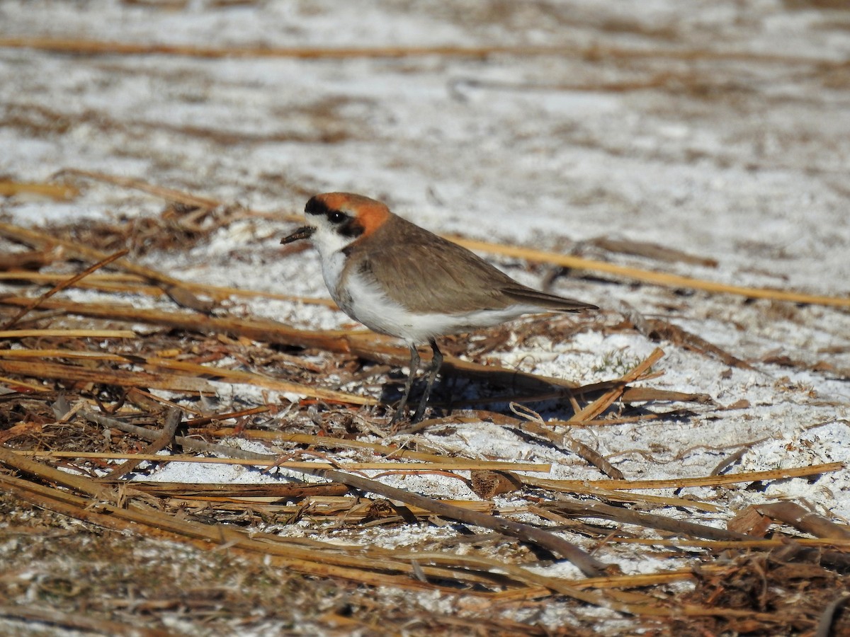 Puna Plover - ML355584731