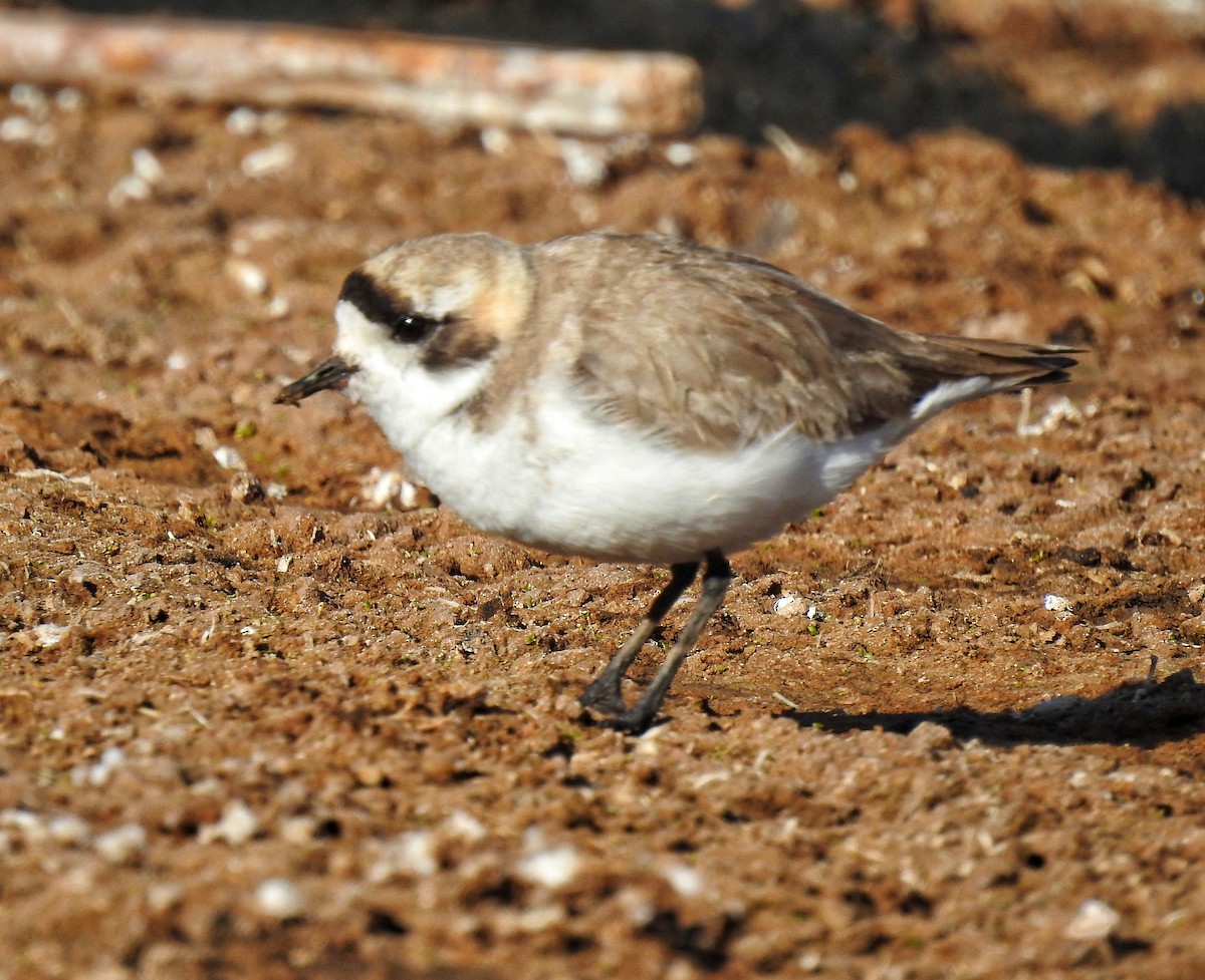 Puna Plover - ML355584741