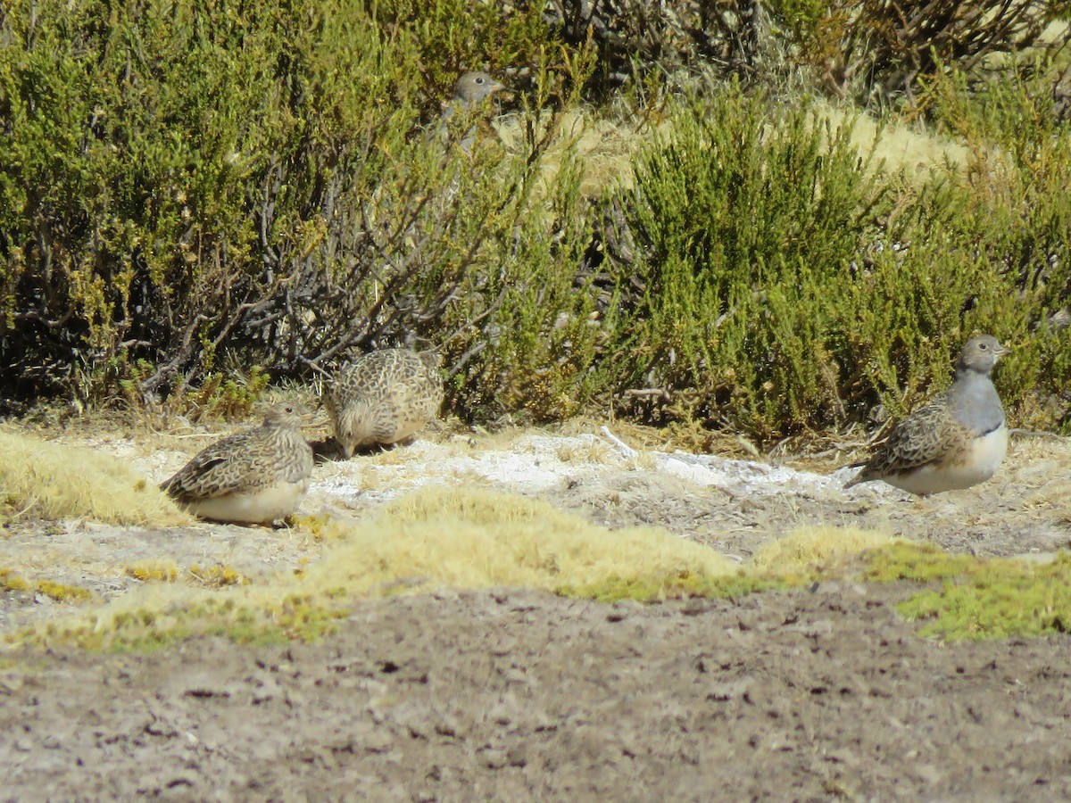 Gray-breasted Seedsnipe - ML355585931