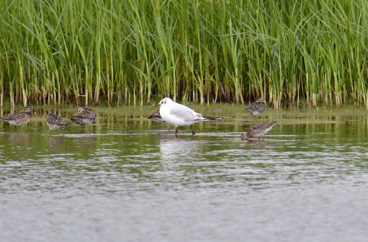 Gaviota Reidora - ML355586361