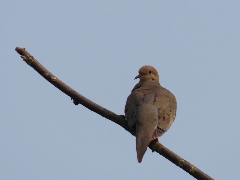 Mourning Dove - Tracy The Birder