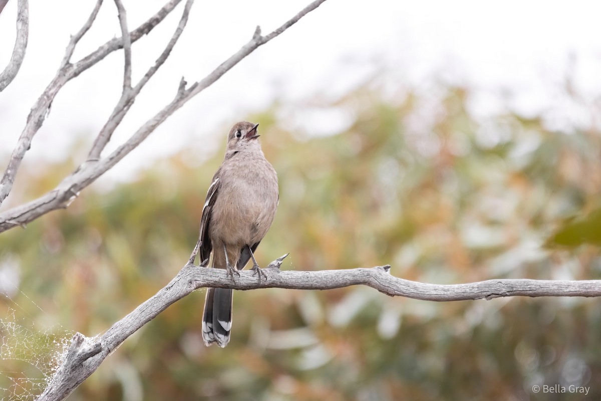 Southern Scrub-Robin - ML355589481