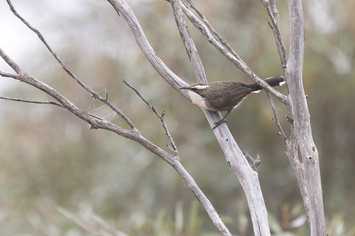 White-browed Babbler - ML355589571