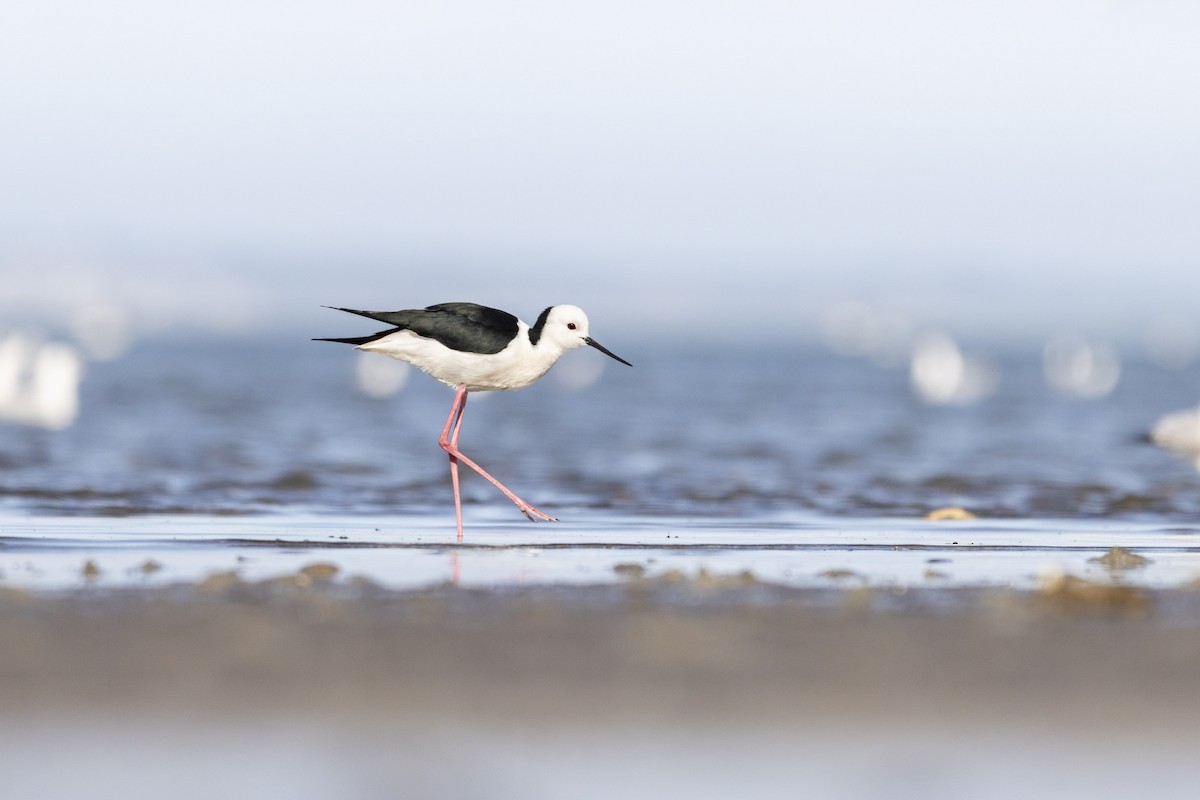 Pied Stilt - Bella Gray