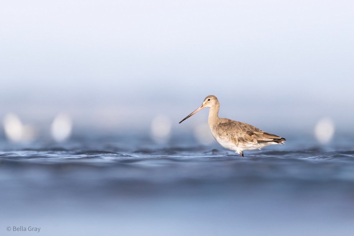 Black-tailed Godwit - ML355590461