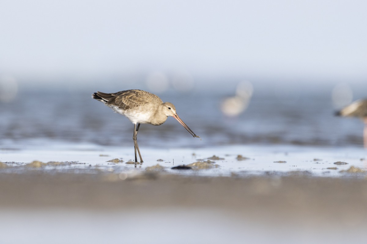 Black-tailed Godwit - ML355590471