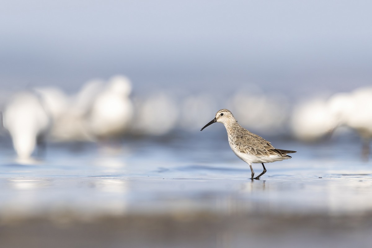 Curlew Sandpiper - ML355590761