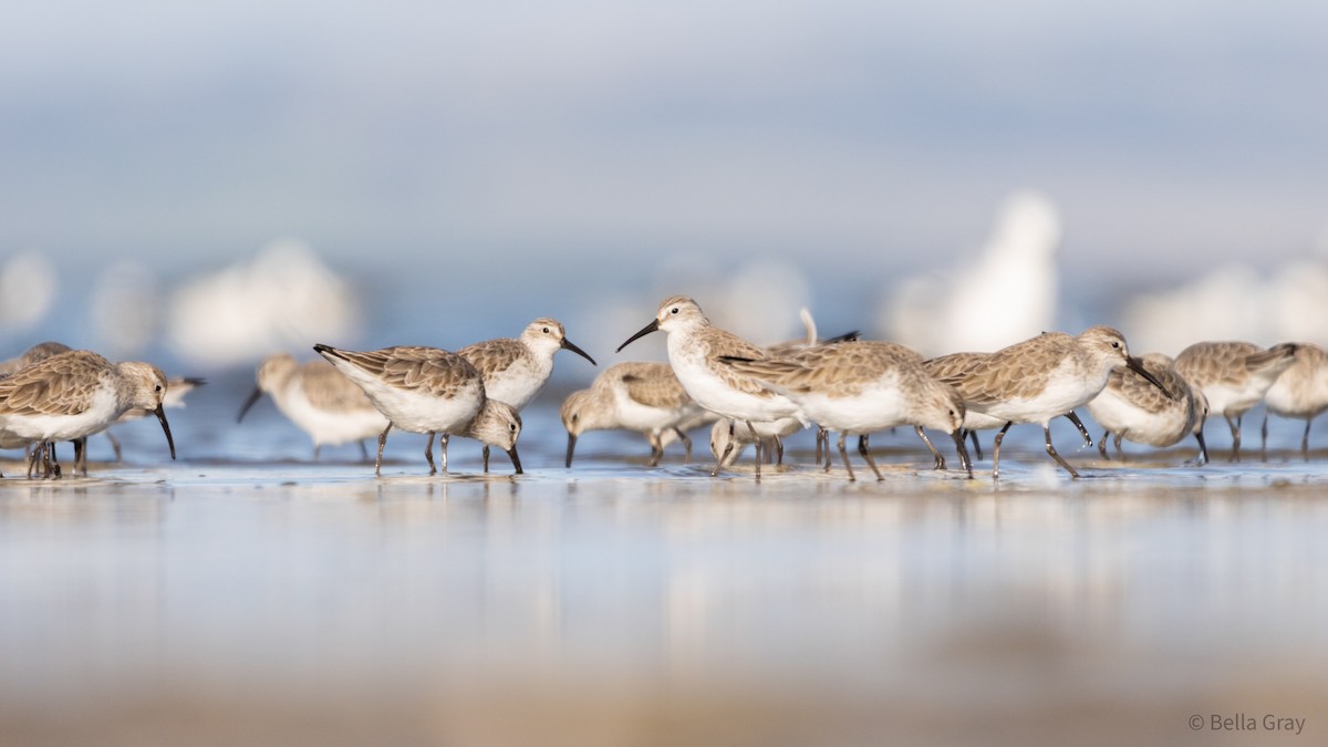 Curlew Sandpiper - ML355590771