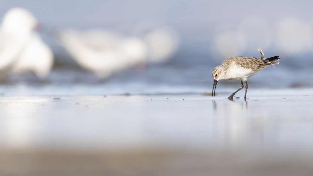 tundrasnipe - ML355590881